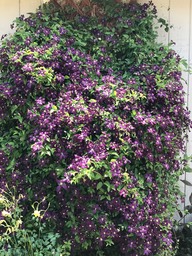 Clematis01-2019