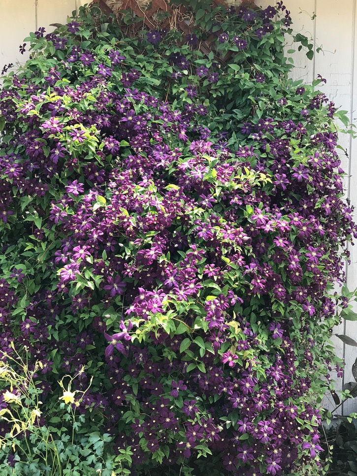 Clematis01-2019